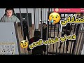 معاناتي ويه ابو شوارب الحجي ضحك وحزن 