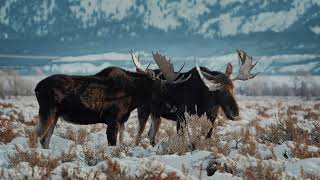 Jackson Hole Tourism Winter Untamed Wildlife Powderhorn 15