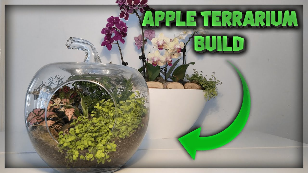 Creating a Cheap Apple Terrarium Open Terrarium YouTube