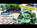 Lowe’s Has What?! Houseplants And Trending Tropicals Are Finally Restocked!