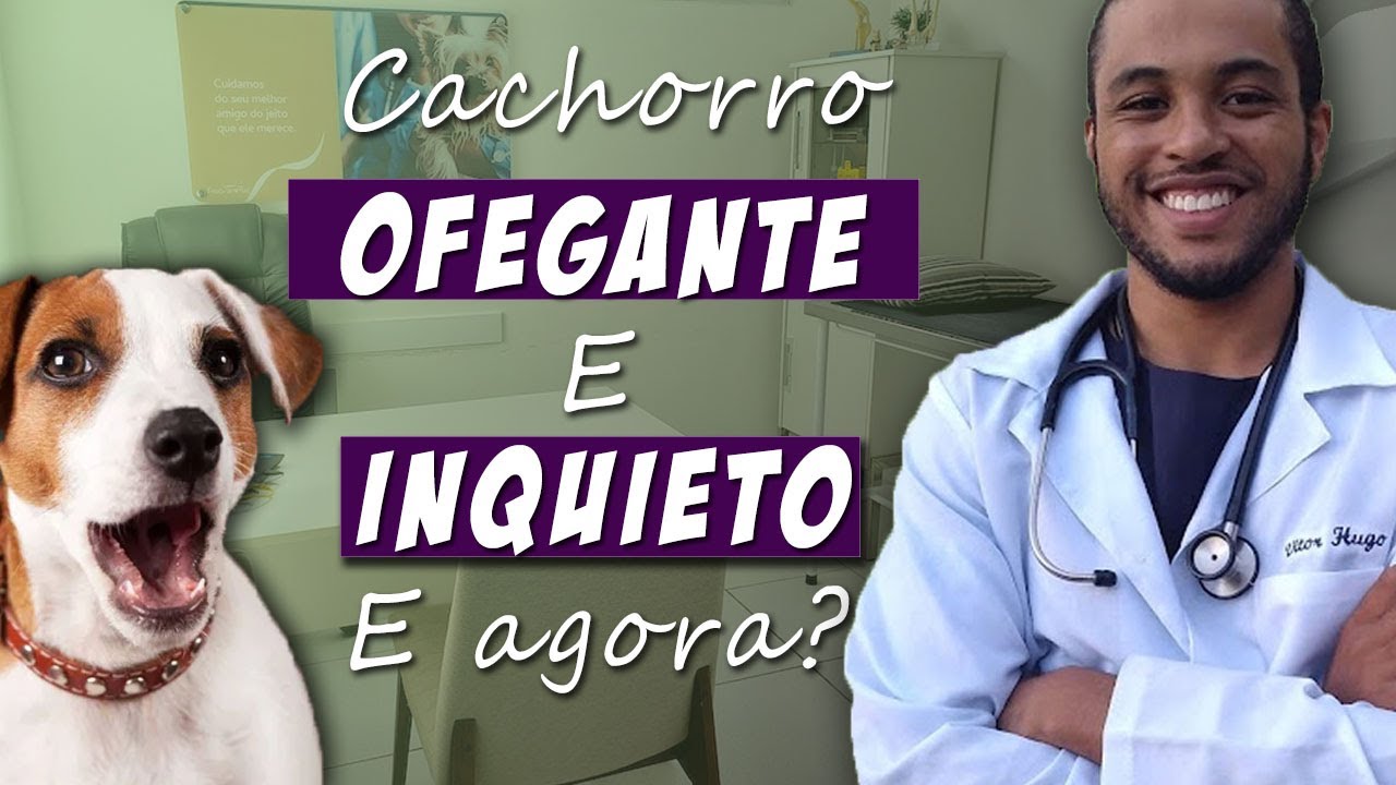 Meu Cachorro Está INQUIETO e OFEGANTE - O que fazer? - YouTube