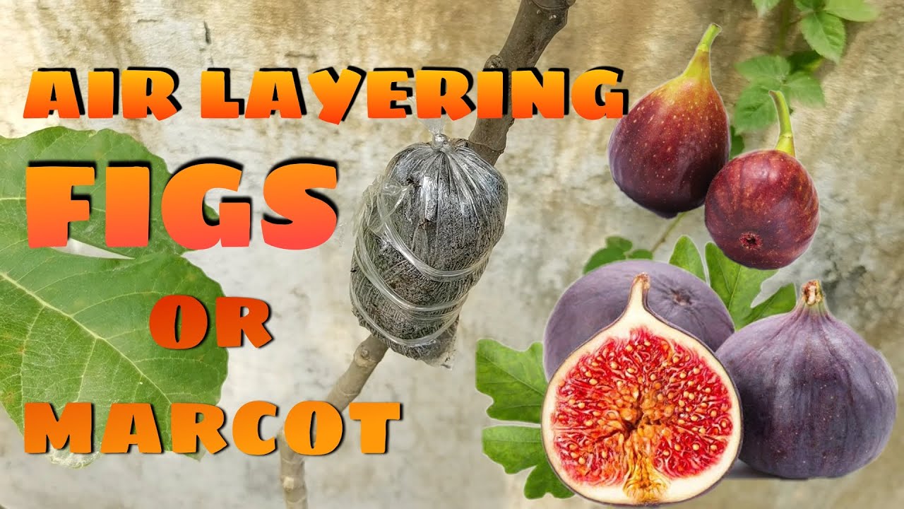 How to marcot figs | Air Layering Figs