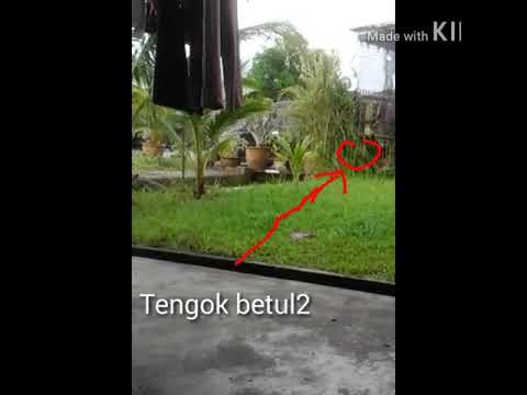 Hantu lawak 
