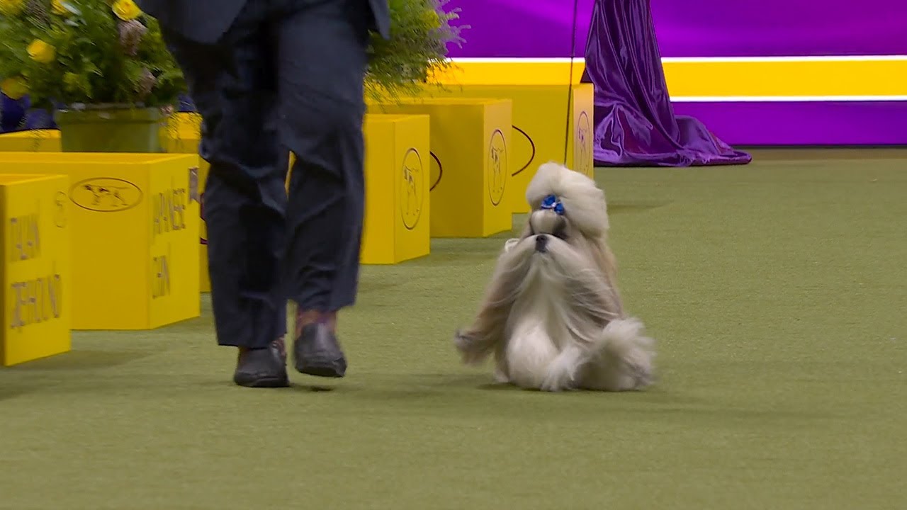 Comet The Shih Tzu Wins The Toy Group Westminster Kennel Club YouTube comet-the-shih-tzu-wins-the-toy-group-westminster-kennel-club-youtube