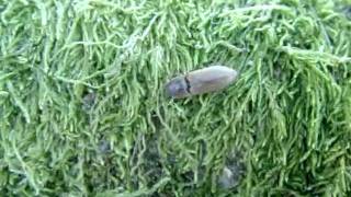 Agriotes lineatus, a click beetle
