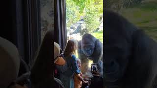 Кто на кого смотрит, как думаете? #зоопарк #горилла #животные #смешныеживотные