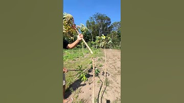 Cut Plants Like a Pro With Super Sharp Tools-Agriculture farming #shorts