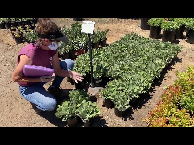 Shopping for Succulents With Laura Eubanks at Waterwise Botanicals