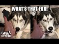 Grumpy Husky SMACKS My Hand When Hold it Out To Him!