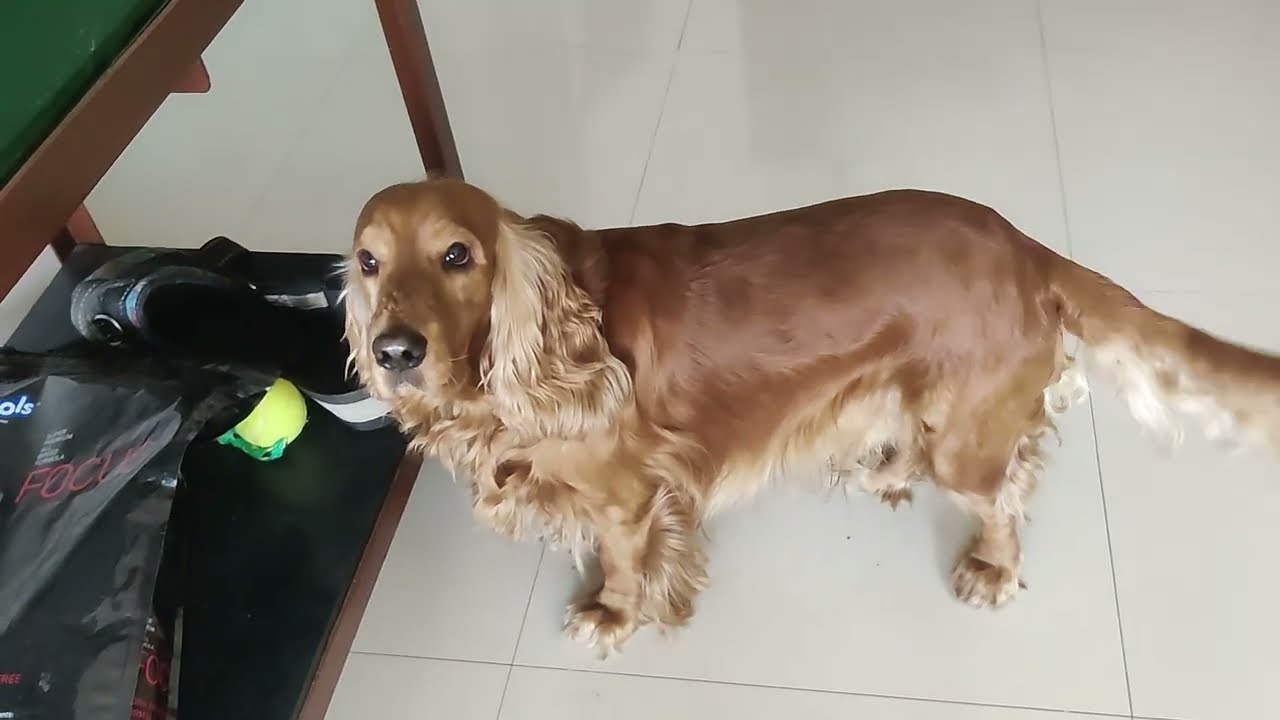 @cabythebaby..Caby still wants to go for a Walk..His reaction when u call his friends n Baba's name 