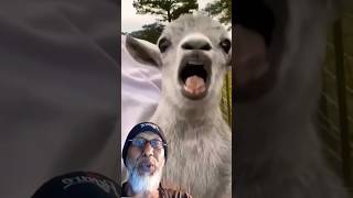 Funny animals video shorts 2025 #shorts #animals #shortvideo