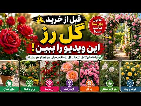 Choose Perfect Rose Plant - چطور گل رز مناسب انتخاب کنیم