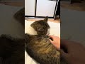 Просто минута милоты #catcare #cat #киця #catlove #кошка