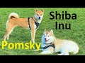 Should you get a Pomsky or a Shiba Inu? (Difference in looks, appearance, size, weight, eyes, color)