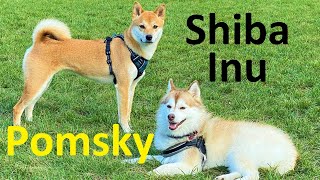 Should you get a Pomsky or a Shiba Inu? (Difference in looks, appearance, size, weight, eyes, color)