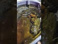 #hookinncookin #bluegill #baitfish #baittank #catfishbait #feedingfish #indoorpond #bluegigi #fyp