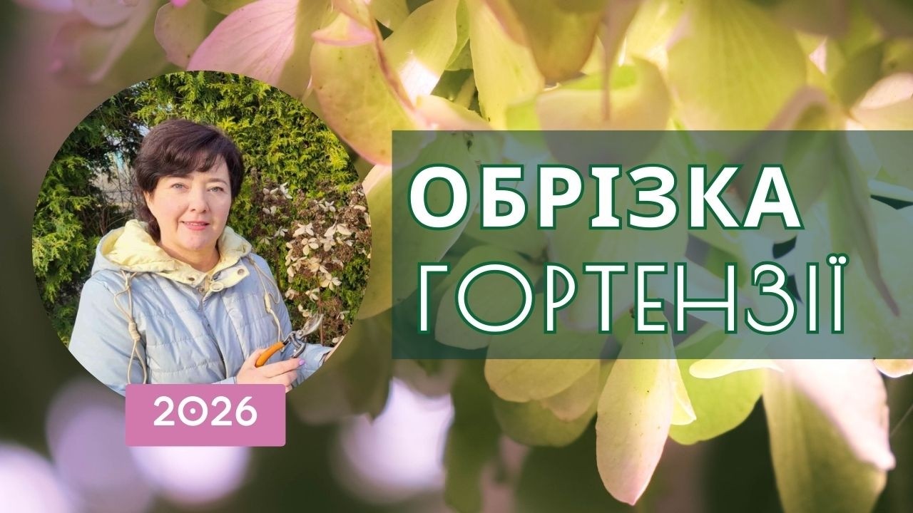 Правила обрізки волотистої та деревоподібної гортензії + як не втратити макрофіли навесні