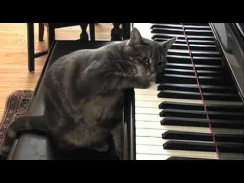 Piyano calan kedi