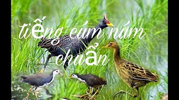 Tiếng cúm núm kết hợp quốc 2 loa riêng biệt