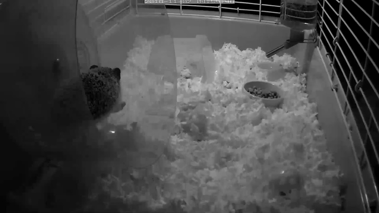 Poho using a Carolina Storm Wheel