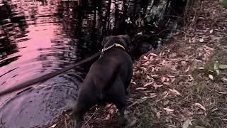 Blue/Black Staffies Sunset with Mitch all grown up with mumma Maddie. by Julian Jones 227 views 4 months ago 1 minute, 4 seconds