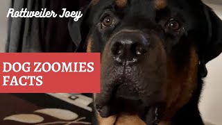 Dogs Zoomies facts || Dog training