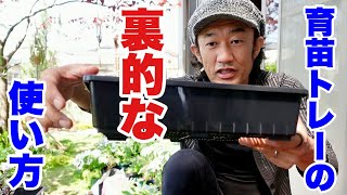 育苗トレーの正しい使い方【園芸超人カーメン君】