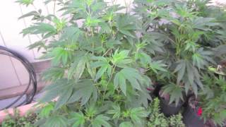 Grow Cannabis – Jorge's Garden Part 1– by Jorge Cervantes