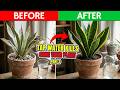Snake Plant Care 🌿 Tap Water Is Slowly Killing Your Plant (Avoid This Mistake Now!)