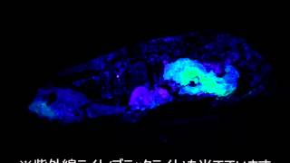 蛭川産黒水晶 原石 175g / 紫外線ライト(ブラックライト)による蛍光作用