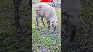 Rural life - Countryside - Romania #shortsfeed #nature #countryside #animals #sheep #viralshorts