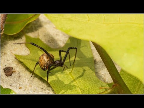 ബ്രൗൺ വിധവ ചിലന്തി കടി: നിങ്ങൾ കരുതുന്നത്ര അപകടകരമല്ല | ടിറ്റ ടി.വി