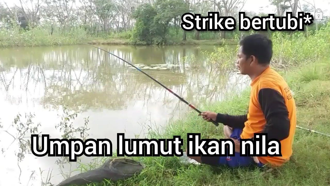 mancing nila Umpan lumut
