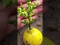 You Won’t Believe.. Lemon Grown in Days from a Single Fruit! 🍋