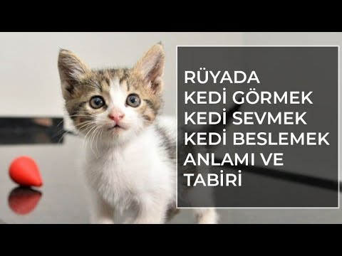 Ruyada Kedi Gormek Islami Ruya Tabirleri Ihya Diyanet Ruya Tabirleri