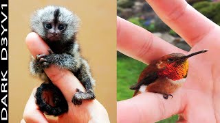 9 Animales Más Pequeños Del Mundo