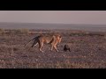 Honey Badger vs Lion This is Way Too Much #animals #wildlife