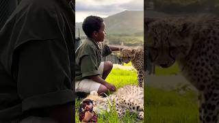 Would You Pet a Cheetah in Africa? #mrbeast #shorts #shortvideo