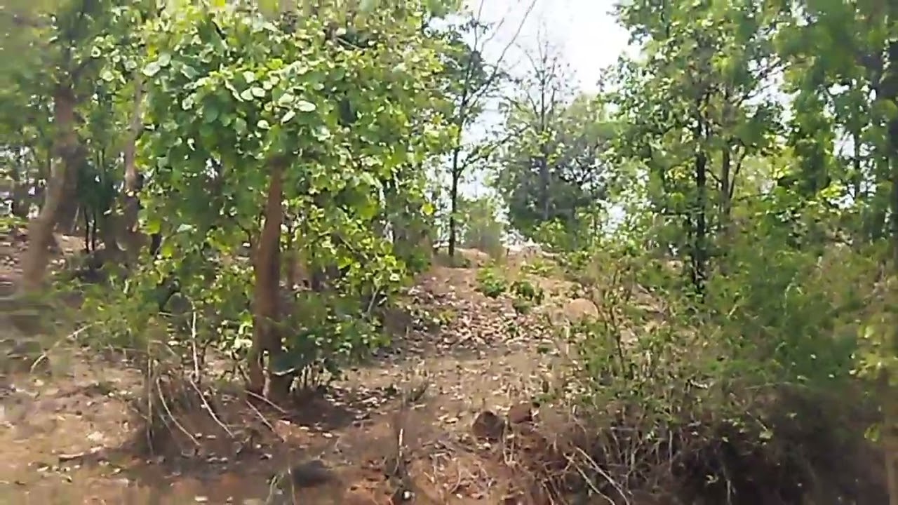 🏞️ 12 ACRES PRIME AGRICULTURAL LAND FOR SALE IN ODISHA!