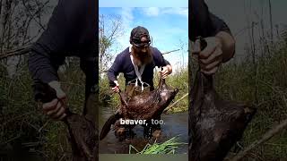 How to Eat Beaver