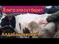 5 литр эле сүт берет, алдабай эле айтайын ~ Эркекче алдабай болгонун болгондой айттыго