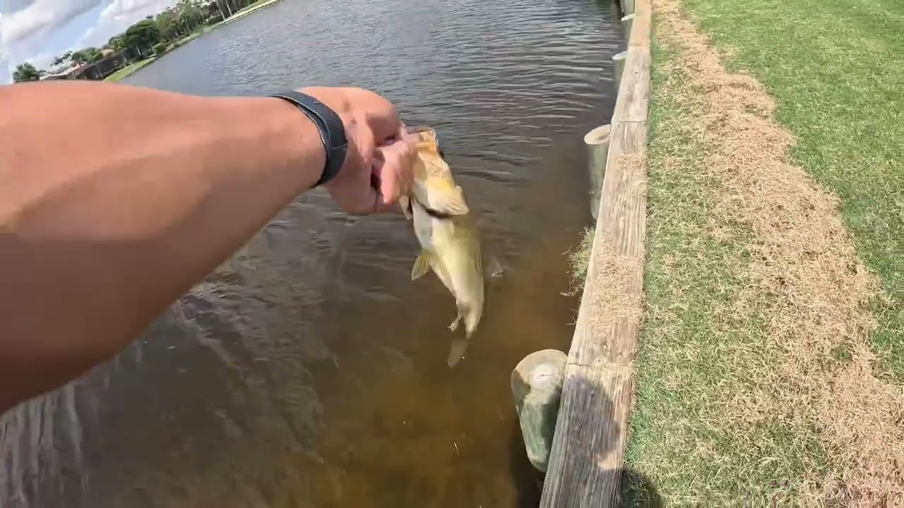 Golf course bass fishing with AJLures swimbait