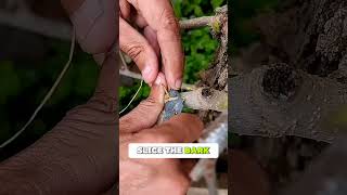 Smart Grafting Technique | Grow Fruit Trees Faster #Shorts