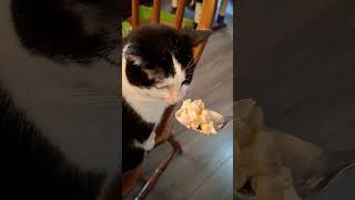 Will they taste tuna or will it be a sniff and snub?#sniffandsnub #cutecats #tinyandbiggs