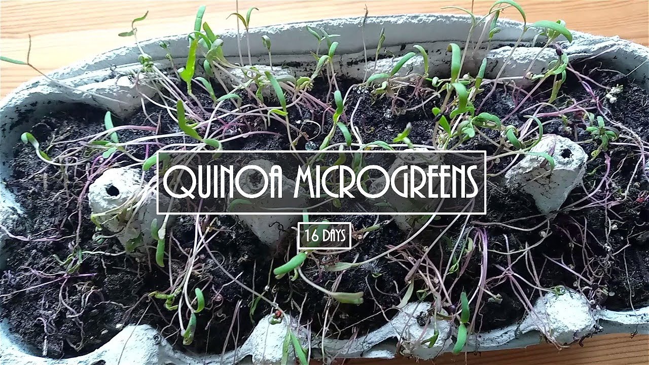Growing Quinoa Microgreens in Egg Cartons 16 Days YouTube