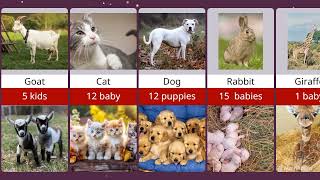 How many babies does all the animals give? | Dunya of comparison| by Dunya of Comparison 12,345 views 3 months ago 1 minute, 28 seconds