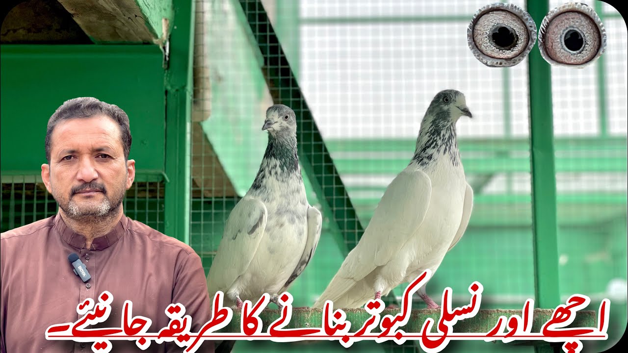 Ustad Asad Butt Ki Zybani Acha Aur Nasali Kabooter Making karna Tarika 🔥❤️