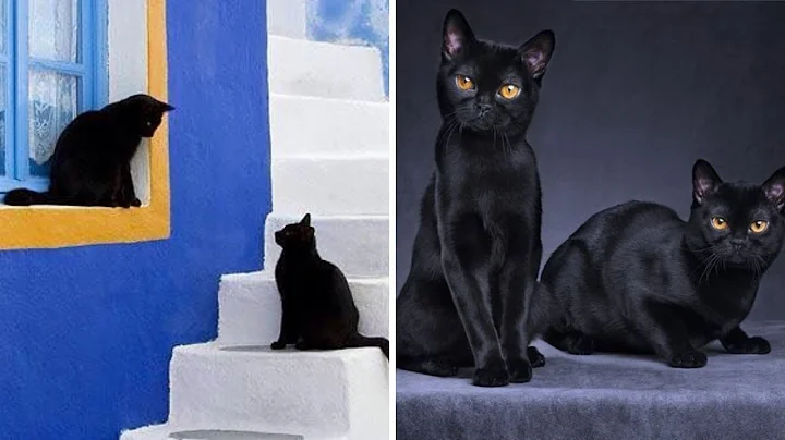 Watch the video about BOMBAY CAT BREED