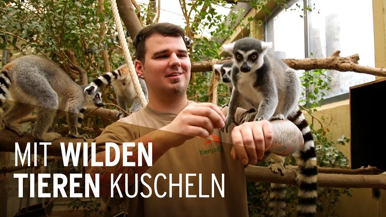 New Update Mit wilden Tieren kuscheln - Die Ausbildung zum Tierpfleger