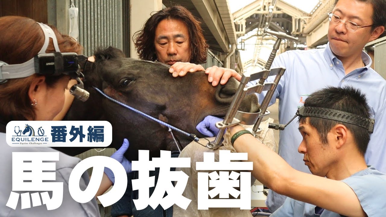 ダンちゃん、割れた歯を抜く！【EQUILENGE番外編】